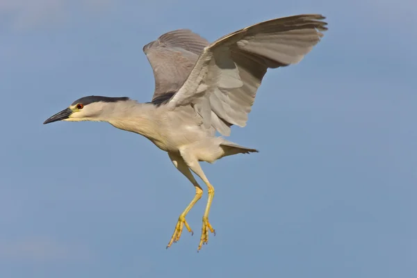 Hitam bermahkota malam heron — Stok Foto