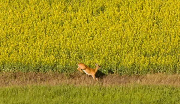 Veado correndo em canola campo de mostarda — Fotografia de Stock