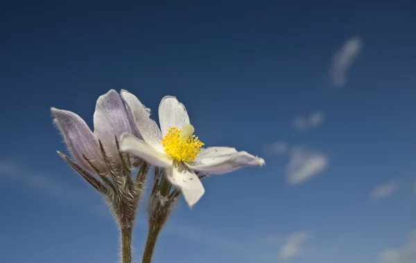 春の時間のクロッカスの花 — ストック写真