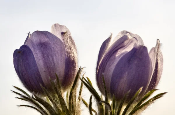 Jarní čas crocus květ — Stock fotografie