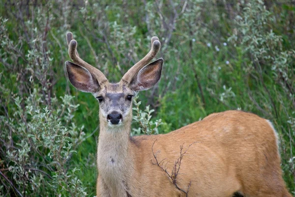 Mule Deer Buck velvet Antlers — Stock Photo, Image