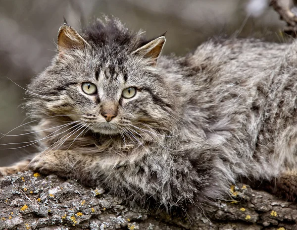 stock image Wild Cat on Branch Saskatchewan Canada