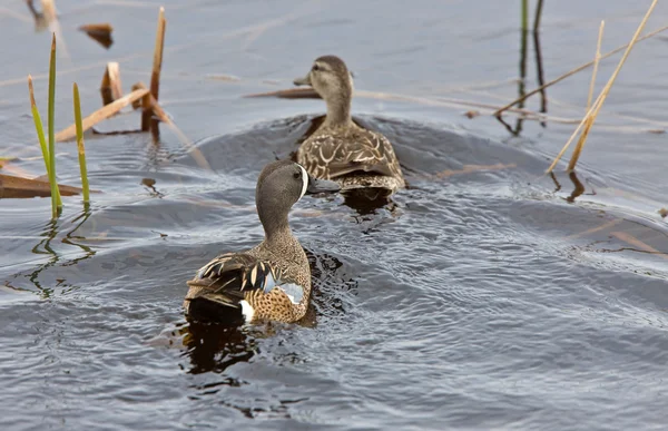 Blue Winged Teal in Pond — Stock Photo, Image