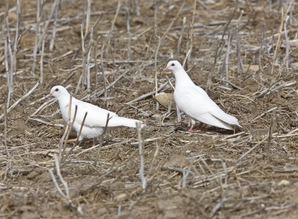 White Pigeon Dove Saskatchewan Canada — Stock Photo, Image