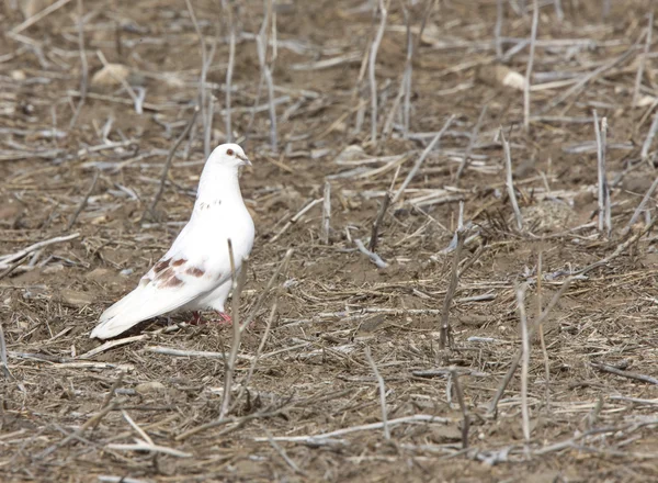 White Pigeon Dove — Stock Photo, Image
