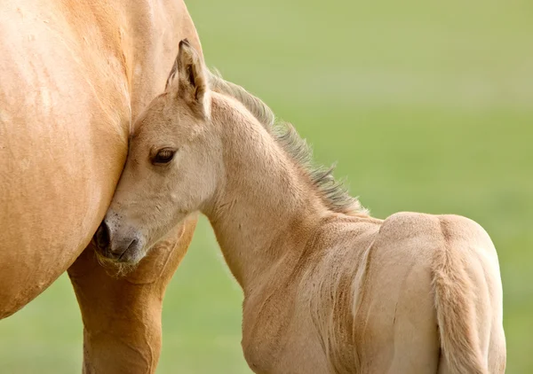 stock image Horse and colt