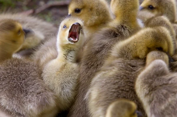 Canada Goose Chicks Saskatchewan — Stock Photo, Image