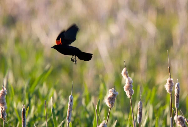 Rode gevleugelde blackbird tijdens de vlucht — Stockfoto