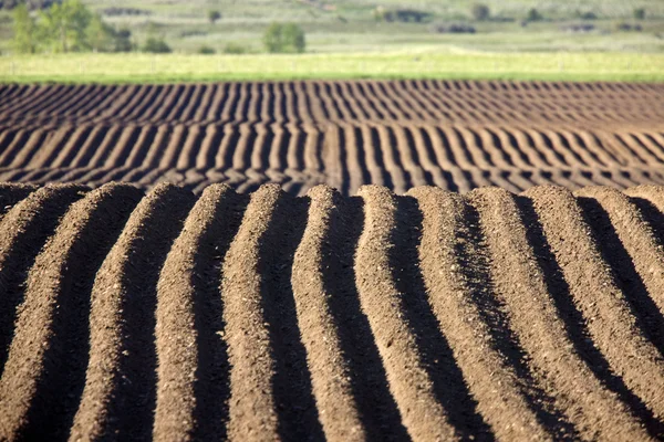 Ackerbau Reihen Samen Plalnted Kanada Bewässerungsregner — Stockfoto