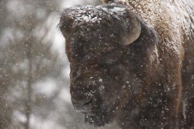 Bison, wyoming yellowstone bufalo