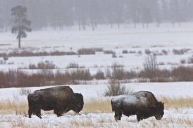 Bison, wyoming yellowstone bufalo