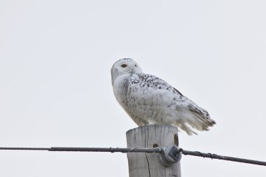 kar baykuşu saskatchewan Kanada