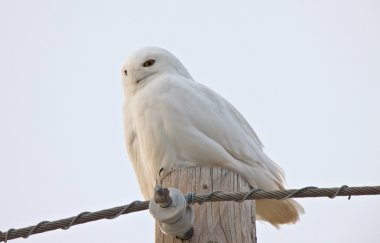 kar baykuşu saskatchewan Kanada