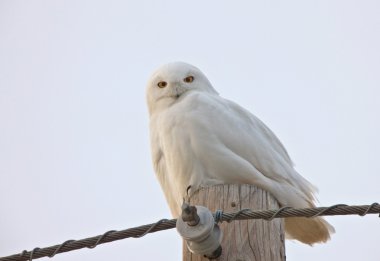 kar baykuşu saskatchewan Kanada