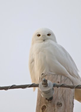 kar baykuşu saskatchewan Kanada