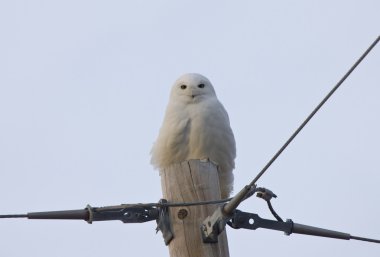 kar baykuşu saskatchewan Kanada