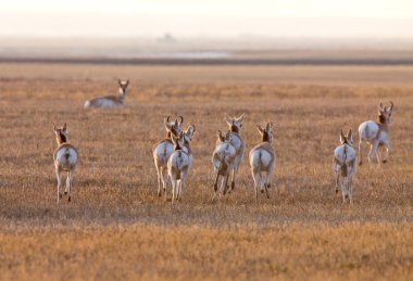 pronghorn antilop saskatchewan Kanada