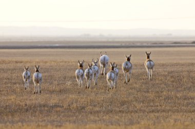 pronghorn antilop saskatchewan Kanada