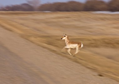 pronghorn antilop saskatchewan Kanada