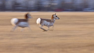 pronghorn antilop saskatchewan Kanada