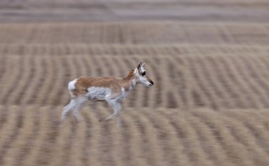 pronghorn antilop saskatchewan Kanada