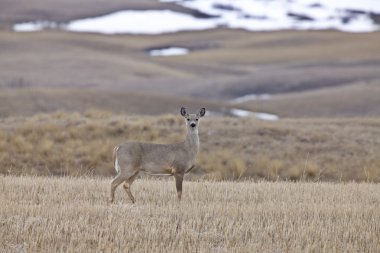 Beyaz Geyik saskatchewan Kanada kuyruk