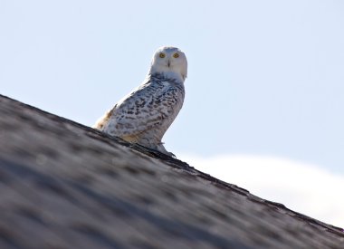 kar baykuşu saskatchewan Kanada