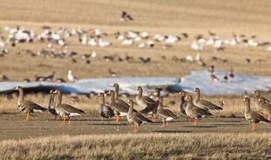 Snow Geese And Whie Fronted Geese Canada in Flight clipart