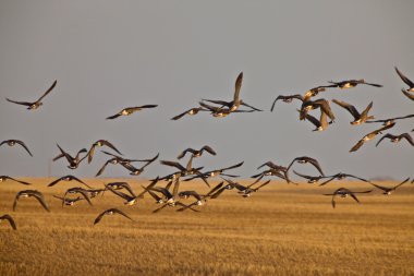 Snow Geese And Whie Fronted Geese Canada in Flight clipart