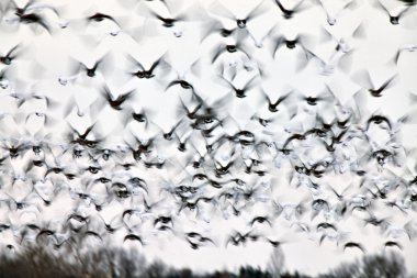 Motion Bluurred Panned Snow Geese clipart