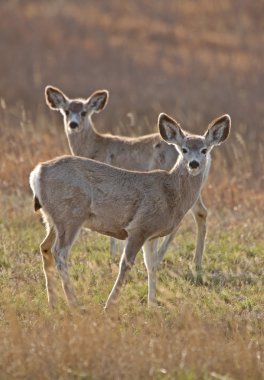 katır geyiği saskatchewan prairie Kanada