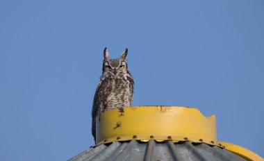 Great Horned Owl on Granary Saskatchewan clipart