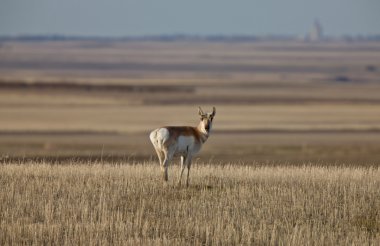 pronghorn antilop prairie saskatchewan