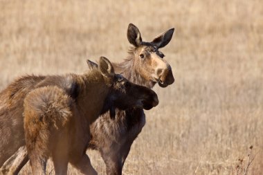 Moose inek ve Dana saskatchewan Kanada