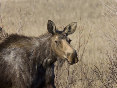 Moose inek ve Dana saskatchewan Kanada