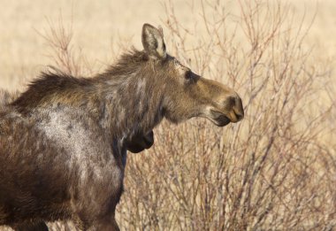 Moose inek ve Dana saskatchewan Kanada