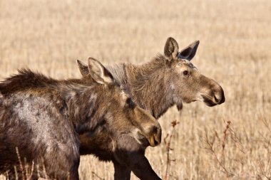 Moose inek ve Dana saskatchewan Kanada