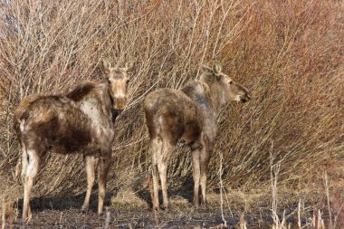 Moose Cow and Calf Saskatchewan Canada clipart