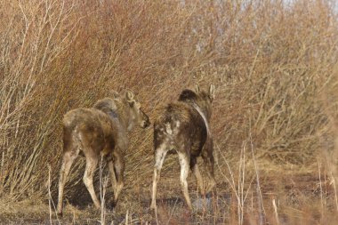 Moose inek ve Dana saskatchewan Kanada