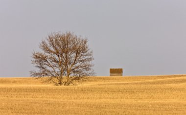 çiftlik tahıl ambarı prairie Kanada