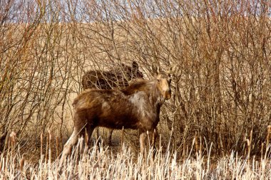 Moose inek ve Dana saskatchewan Kanada