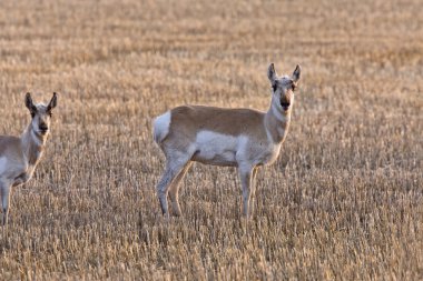 pronghorn antilop saskatchewan