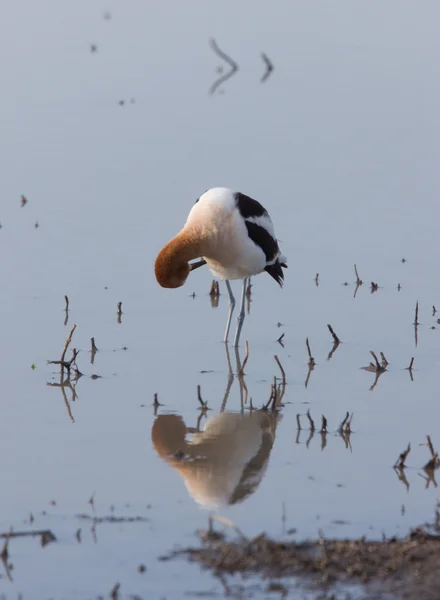American Avocet Water Reflection Canada — Stock Photo, Image