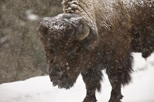Bisonte Buffalo Wyoming Yellowstone — Foto Stock