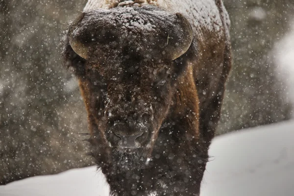 Bison Buffalo Wyoming Yellowstone — Stockfoto