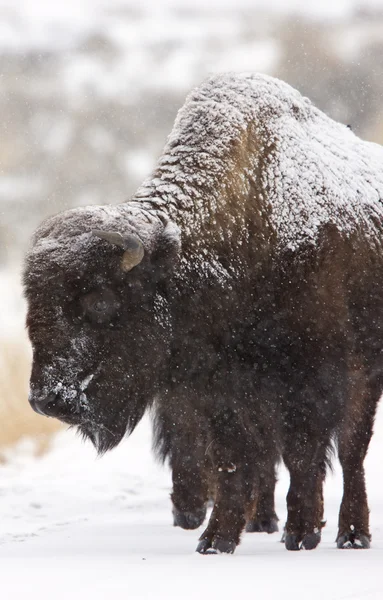 Bison buffel wyoming yellowstone — Stockfoto