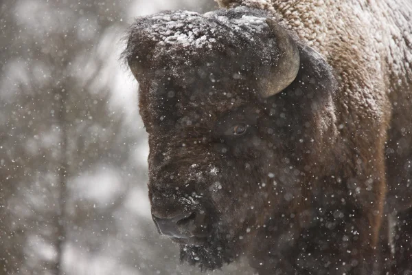 Bison Buffel Wyoming Yellowstone — Stockfoto