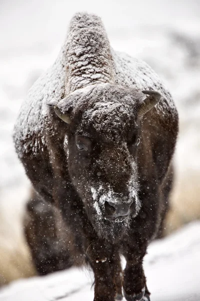 Bisão búfalo wyoming yellowstone — Fotografia de Stock