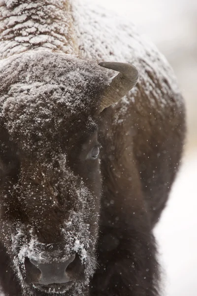 Yellowstone Park im winterlichen Schnee — Stockfoto