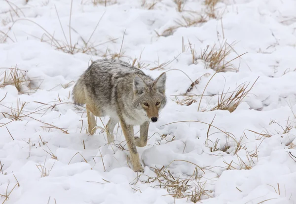 黄石公园怀俄明州冬季雪狼 — 图库照片